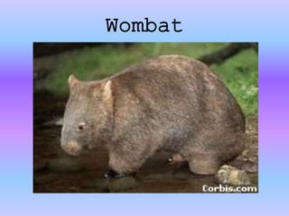 Wombat
 