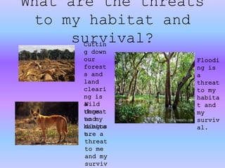 What are the threats
to my habitat and
survival?Cuttin
g down
our
forest
s and
land
cleari
ng is
a
threat
to my
habita
t.
Floodi
ng is
a
threat
to my
habita
t and
my
surviv
al.
Wild
dogs
and
dingos
are a
threat
to me
and my
surviv
 