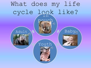 What does my life
cycle look like?In
pouch
Baby
Youth
Adult
 