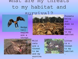 What are my threats
to my habitat and
survival?
Wedge
tail
eagles
are a
threat
to me
and my
surviva
l.
Forests
being
cut
down is
a
threat
to my
habitat
.
Wild
cats
are a
threat
to me
and my
surviva
Litter
is a
threat
to my
habitat
.
 