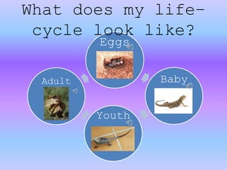 Eggs
Baby
Youth
Adult
What does my life–
cycle look like?
 