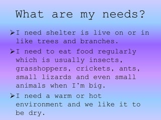 I need shelter is live on or in
like trees and branches.
I need to eat food regularly
which is usually insects,
grasshoppers, crickets, ants,
small lizards and even small
animals when I’m big.
I need a warm or hot
environment and we like it to
be dry.
What are my needs?
 