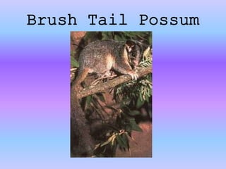 Brush Tail Possum
 