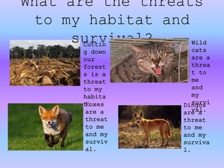 What are the threats
to my habitat and
survival?Cuttin
g down
our
forest
s is a
threat
to my
habita
t.
Wild
cats
are a
threa
t to
me
and
my
survi
val.
Foxes
are a
threat
to me
and my
surviv
al.
Dingos
are a
threat
to me
and my
surviva
l.
 