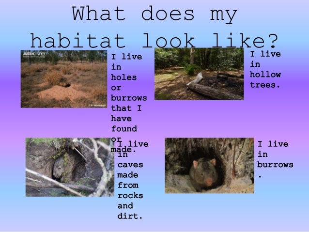 Australian Animal Power Point