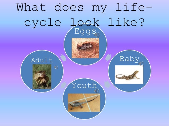 Life Cycle Of A Lizard