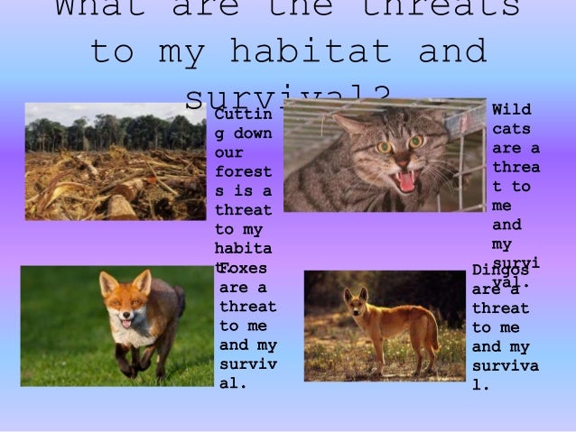 Australian Animal Power Point