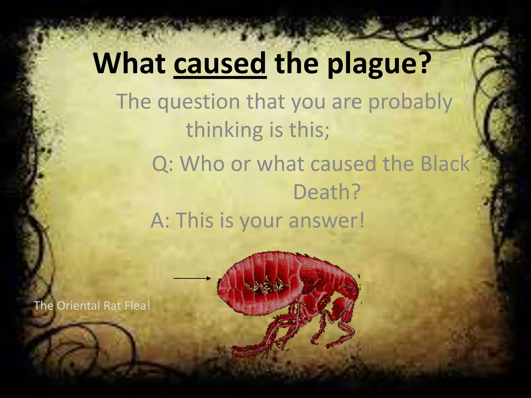 What caused the plague?
The question that you are probably
thinking is this;
Q: Who or what caused the Black
Death?
A: This is your answer!
The Oriental Rat Flea!
 