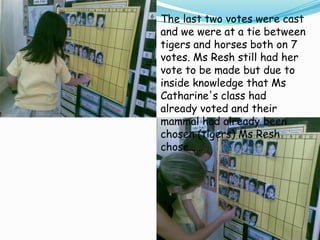 The last two votes were cast and we were at a tie between tigers and horses both on 7 votes. Ms Resh still had her vote to be made but due to inside knowledge that Ms Catharine's class had already voted and their mammal had already been chosen (tigers) Ms Resh chose……