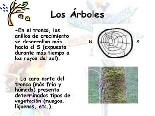 Los Árboles	-En el tronco, los anillos de crecimiento se desarrollan más hacia el S (expuesta durante más tiempo a los rayos del sol).	- La cara norte del tronco (más fría y húmeda) presenta determinados tipos de vegetación (musgos, líquenes, etc.).SN