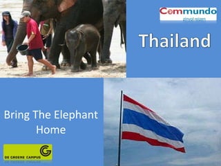 Bring The Elephant Home 