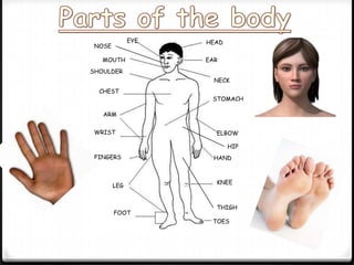 EYE   HEAD
 NOSE

   MOUTH            EAR
SHOULDER
                      NECK
  CHEST
                     STOMACH

   ARM


 WRIST                ELBOW

                           HIP
 FINGERS              HAND



                      KNEE
        LEG


                      THIGH
        FOOT
                     TOES
 