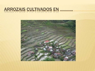ARROZAIS CULTIVADOS EN ………..
 