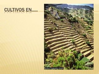 CULTIVOS EN…..
 