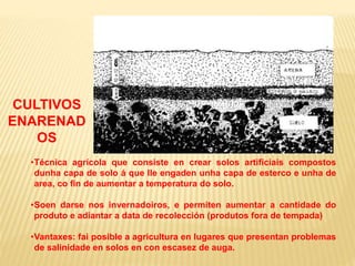 •Técnica agrícola que consiste en crear solos artificiais compostos
dunha capa de solo á que lle engaden unha capa de esterco e unha de
area, co fin de aumentar a temperatura do solo.
•Soen darse nos invernadoiros, e permiten aumentar a cantidade do
produto e adiantar a data de recolección (produtos fora de tempada)
•Vantaxes: fai posible a agricultura en lugares que presentan problemas
de salinidade en solos en con escasez de auga.
CULTIVOS
ENARENAD
OS
 