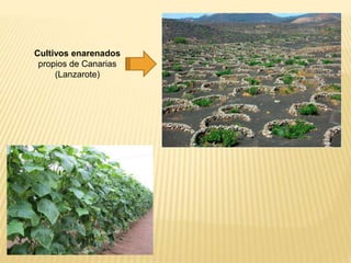 Cultivos enarenados
propios de Canarias
(Lanzarote)
 