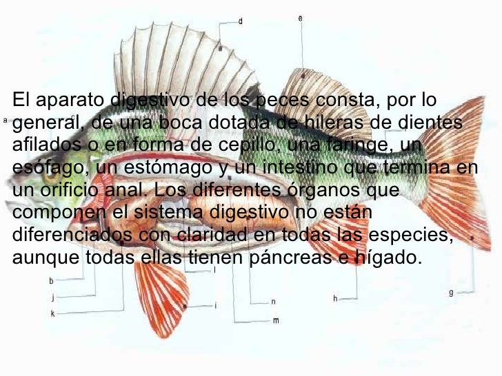 Power Point Peces