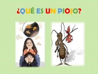 ¿QUÉ ES UN PIOJO?