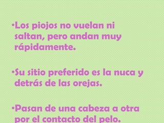 •Los piojos no vuelan ni
saltan, pero andan muy
rápidamente.
•Su sitio preferido es la nuca y
detrás de las orejas.
•Pasan de una cabeza a otra
por el contacto del pelo.