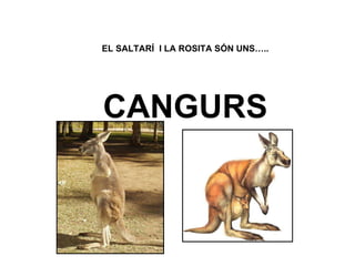 EL SALTARÍ I LA ROSITA SÓN UNS….. CANGURS