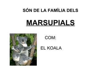 SÓN DE LA FAMÍLIA DELS MARSUPIALS COM: EL KOALA