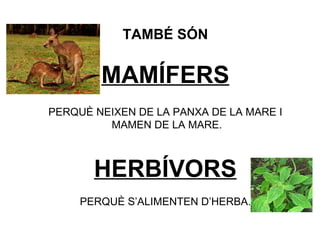 TAMBÉ SÓN MAMÍFERS PERQUÈ NEIXEN DE LA PANXA DE LA MARE I MAMEN DE LA MARE. HERBÍVORS PERQUÈ S’ALIMENTEN D’HERBA.