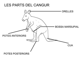 ORELLES BOSSA MARSUPIAL POTES ANTERIORS POTES POSTERIORS CUA LES PARTS DEL CANGUR