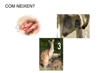 COM NEIXEN? 1 2 3