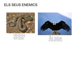 ELS SEUS ENEMICS SERP ÀLIGA