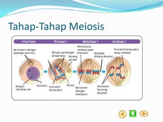 Tahap-Tahap Meiosis

 
