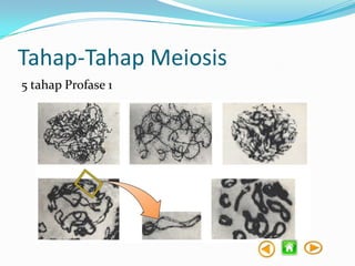 Tahap-Tahap Meiosis
5 tahap Profase 1

 