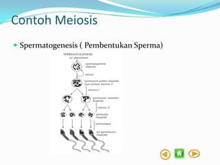 Contoh Meiosis
 Spermatogenesis ( Pembentukan Sperma)

 