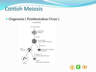 Contoh Meiosis
 Oogenesis ( Pembentukan Ovun )

 