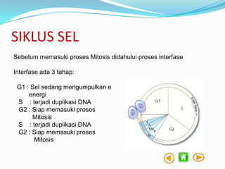 SIKLUS SEL
Sebelum memasuki proses Mitosis didahului proses interfase
Interfase ada 3 tahap:
G1 : Sel sedang mengumpulkan e
energi
S : terjadi duplikasi DNA
G2 : Siap memasuki proses
Mitosis
S : terjadi duplikasi DNA
G2 : Siap memasuki proses
Mitosis

 