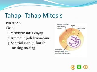 Tahap- Tahap Mitosis
PROFASE
Ciri :
1. Membran inti Lenyap
2. Kromatin jadi kromosom
3. Sentriol menuju kutub
masing-masing

 