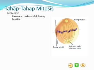 Tahap-Tahap Mitosis
METAFASE
Kromosom berkumpul di bidang
Equator

 