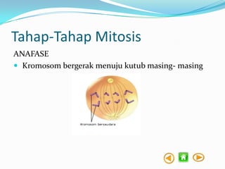 Tahap-Tahap Mitosis
ANAFASE
 Kromosom bergerak menuju kutub masing- masing

 