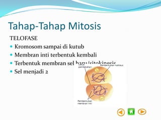 Tahap-Tahap Mitosis
TELOFASE
 Kromosom sampai di kutub
 Membran inti terbentuk kembali
 Terbentuk membran sel baru/sitokinesis
 Sel menjadi 2

 