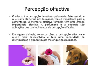 Percepção olfactivaO olfacto é a percepção de odores pelo nariz. Este sentido é relativamente ténue nos humanos, mas é importante para a alimentação. A memória olfactiva também tem uma grande importância afectiva. A perfumaria e a enologia são aplicações dos conhecimentos de percepção olfactiva.Em alguns animais, como os cães, a percepção olfactiva é muito mais desenvolvida e tem uma capacidade de discriminação e alcance muito maior que nos humanos.