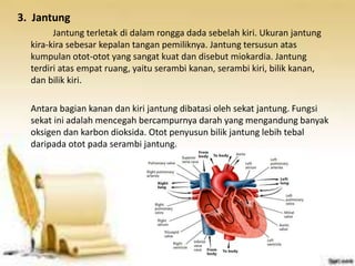 3. Jantung
Jantung terletak di dalam rongga dada sebelah kiri. Ukuran jantung
kira-kira sebesar kepalan tangan pemiliknya. Jantung tersusun atas
kumpulan otot-otot yang sangat kuat dan disebut miokardia. Jantung
terdiri atas empat ruang, yaitu serambi kanan, serambi kiri, bilik kanan,
dan bilik kiri.
Antara bagian kanan dan kiri jantung dibatasi oleh sekat jantung. Fungsi
sekat ini adalah mencegah bercampurnya darah yang mengandung banyak
oksigen dan karbon dioksida. Otot penyusun bilik jantung lebih tebal
daripada otot pada serambi jantung.
 