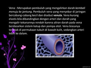 Vena : Merupakan pembuluh yang mengalirkan darah kembali
menuju ke jantung. Pembuluh vena yang menyebar di jaringan
bercabang-cabang kecil dan disebut venula. Vena kurang
elastis bila dibandingkan dengan arteri dan darah yang
mengalir tekanannya rendah karena aliran darah pada vena
berdasarkan sistem katup dan pompa otot. Vena biasanya
terletak di permukaan tubuh di bawah kulit, sedangkan arteri
lebih ke dalam.
 