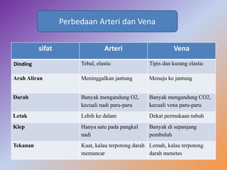 sifat Arteri Vena
Dinding Tebal, elastic Tipis dan kurang elastic
Arah Aliran Meninggalkan jantung Menuju ke jantung
Darah Banyak mengandung O2,
kecuali nadi paru-paru
Banyak mengandung CO2,
kecuali vena paru-paru
Letak Lebih ke dalam Dekat permukaan tubuh
Klep Hanya satu pada pangkal
nadi
Banyak di sepanjang
pembuluh
Tekanan Kuat, kalau terpotong darah
memancar
Lemah, kalau terpotong
darah menetes
Perbedaan Arteri dan Vena
 