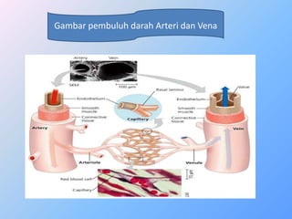 Gambar pembuluh darah Arteri dan Vena
 