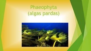 Phaeophyta
(algas pardas)
 
