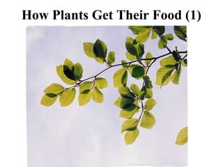 How Plants Get Their Food (1)
 