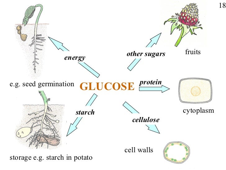 In Plants Food Is Stored In The Form Of In Plants Food Is Stored In The Form Of
