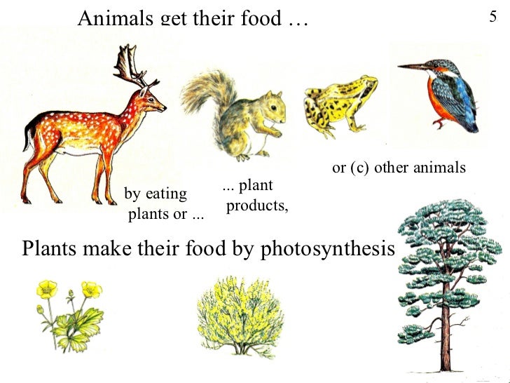 Powerpoint photosynthesis,how plantsgetfood (1)