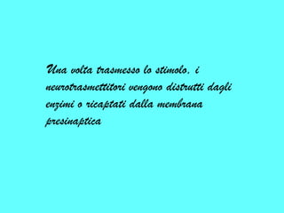    Una volta trasmesso lo stimolo, i neurotrasmettitori vengono distrutti dagli enzimi o ricaptati dalla membrana presinaptica