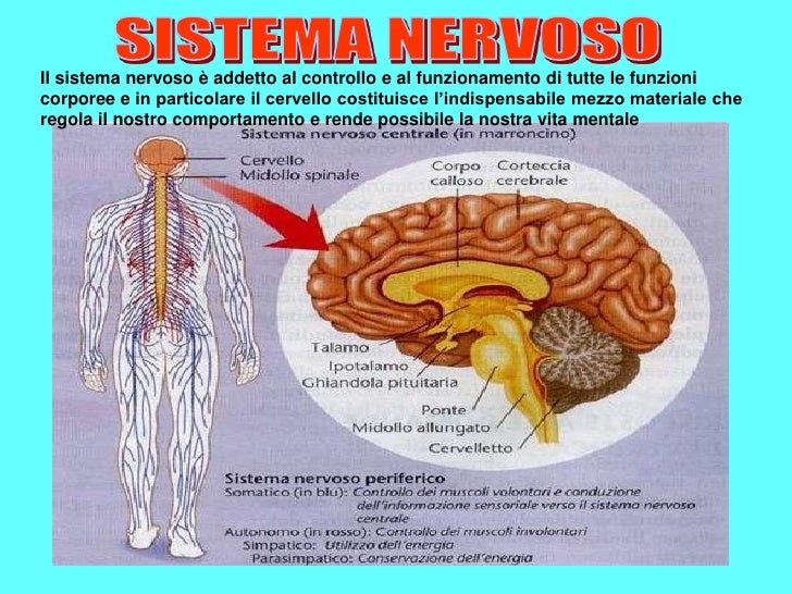 Effetti Della Droga Sul Sistema Nervoso Wikipedia