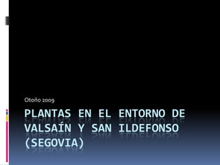 Plantas en el entorno de Valsaín y San Ildefonso (Segovia) Otoño 2009 